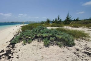Long Island Bahamas: Guidet tur i en hel dag