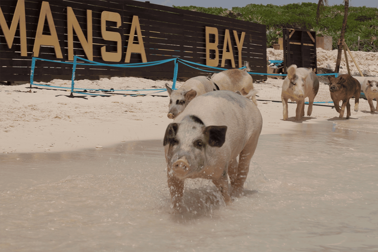 Mansa Bay w/ Swimming Pigs, Banana Boat, JetSki & Snorkeling