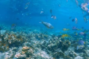 Mansa Bay w/ Swimming Pigs, Banana Boat, JetSki & Snorkeling