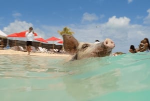 Mansa Bay w/ Swimming Pigs, Banana Boat, JetSki & Snorkeling