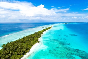 Miami: Bimini Express Ferry with Pickup & Beach Day Pass