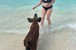 Nassau: Tur till 3 öar, snorkling, Pig Beach, sköldpaddor och lunch