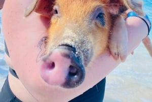 Nassau: Tur till 3 öar, snorkling, Pig Beach, sköldpaddor och lunch