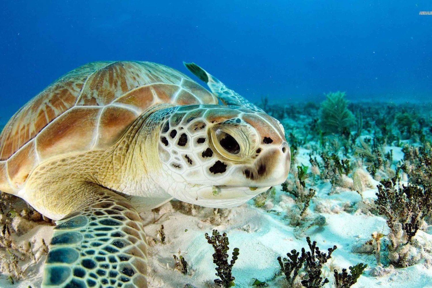 Nassau: 3-Stop Turtle Viewing, Reef Snorkeling Tour & Lunch (lounas)