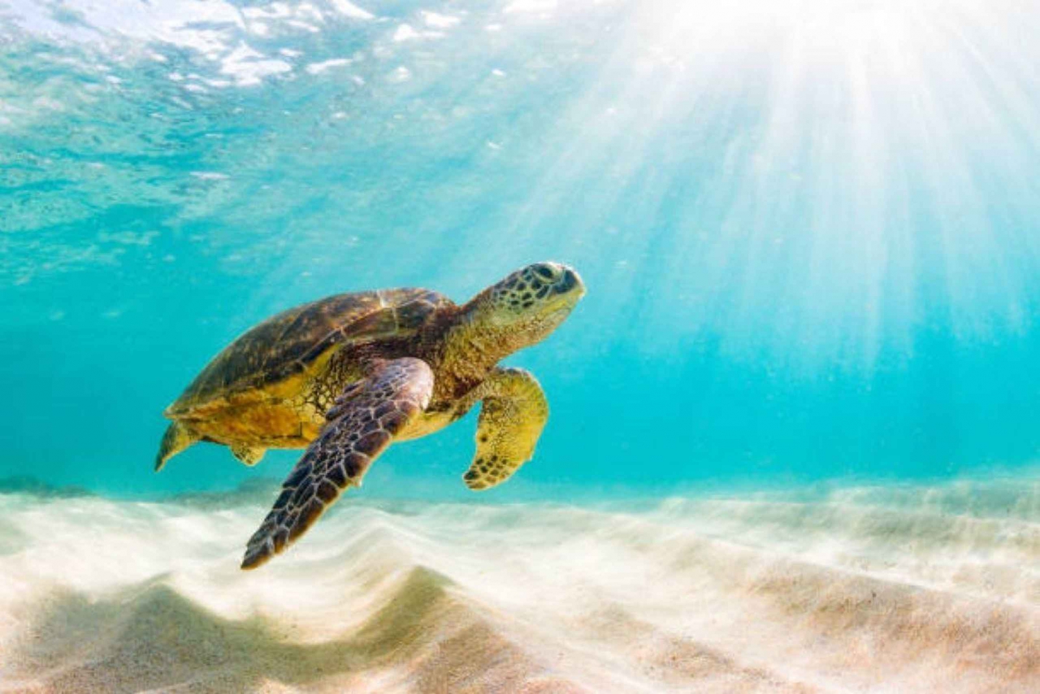 Nassau: 3-Stop Turtle Viewing, Reef Snorkeling Tour & Lunch