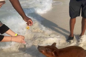 Nassau Bahamas: Jetcar Excursion to Pig Island Tour