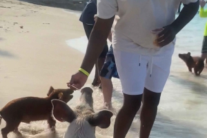 Nassau Bahamas: Jetcar Excursion to Pig Island Tour