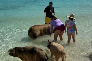 snorkeling, swimming pigs , turtles, harbor tour