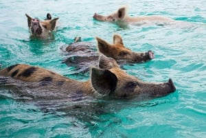 Nassau Bucket List: Private Full-Day Exploration Tour