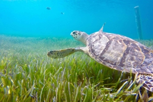 Nassau : visite de la ville avec entrée à la National Art Gallery