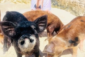 Nassau: Heldagsfestkatamaran med privat strand och lunch