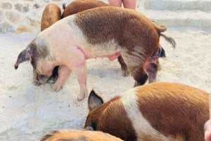 Nassau: Heldagsfestkatamaran med privat strand och lunch