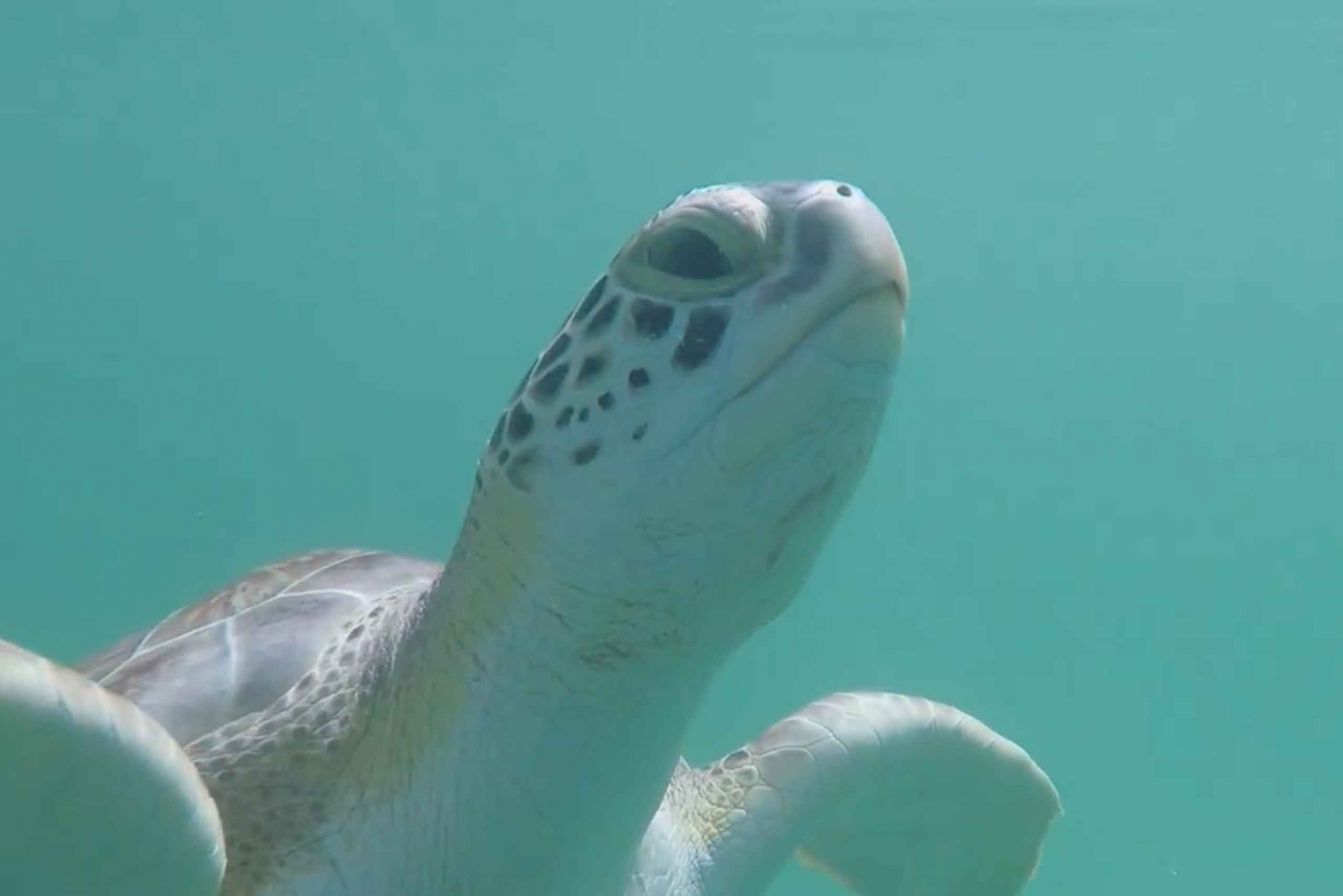 Nassau: Green Cay Tour & Snorkeling with Turtles