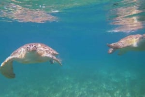 Nassau: 3-Stop Turtle View and Snorkel Reefs Speedboat Tour