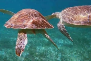 Nassau: 3-Stop Turtle View and Snorkel Reefs Speedboat Tour