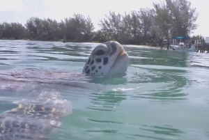 Nassau: 3-Stop Turtle View and Snorkel Reefs Speedboat Tour