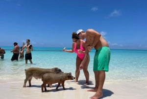 Nassau: Cruzeiro guiado de meio dia em Cay, Sea Life Watch e mergulho com snorkel