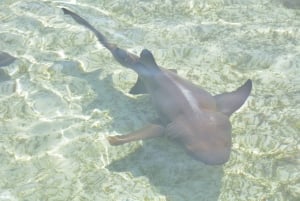 Nassau: Puolipäiväinen opastettu Cay-risteily, merieläinten tarkkailu ja snorklaus.