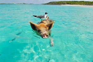 Ultimate Nassau Adventure: Pigs, Jetskis & Snorkeling