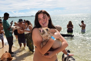 Nassau: Pig Beach Island Ticket with Hotel Transfer