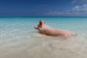 Nassau: Pig Beach Island Ticket with Hotel Transfer