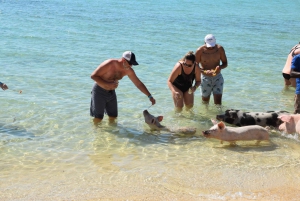 Nassau: Pig Beach Island Ticket with Hotel Transfer