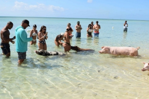 Nassau: Pig Beach Island Ticket with Hotel Transfer