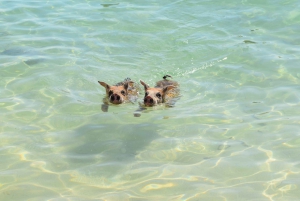 Nassau: Pig Beach Island Ticket with Hotel Transfer