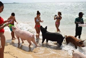 Nassau: Pig Beach Island Ticket with Hotel Transfer