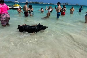 Nassau: Pig Beach, Turtles & Reef Snorkeling 3-Stop Cruise