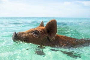 Nassau: Rose Island Swimming Pigs Morning Tour