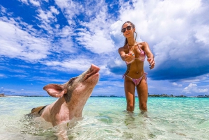 Nassau: Pigs Beach Trip by Boat with Swimming and Feeding