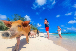 Nassau: Pigs Beach Trip by Boat with Swimming and Feeding