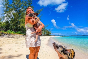 Nassau: Pigs Beach Trip by Boat with Swimming and Feeding