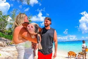 Nassau: Pigs Beach Trip by Boat with Swimming and Feeding