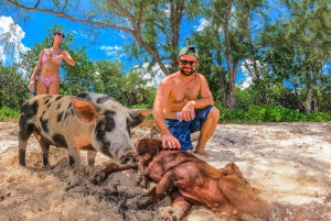 Nassau: Pigs Beach Trip by Boat with Swimming and Feeding