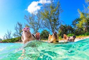 Nassau: Pigs Beach Trip by Boat with Swimming and Feeding