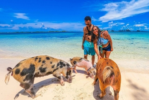 Nassau: Pigs Beach Trip by Boat with Swimming and Feeding