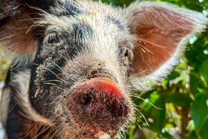 Nassau: Pigs Beach Trip by Boat with Swimming and Feeding