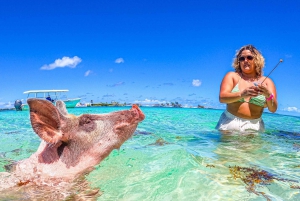 Nassau: Pigs Beach Trip by Boat with Swimming and Feeding