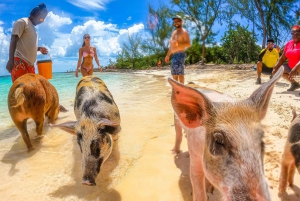 Nassau: Pigs Beach Trip by Boat with Swimming and Feeding