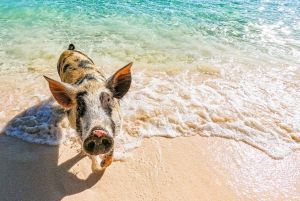 Nassau: Pigs Beach Trip by Boat with Swimming and Feeding