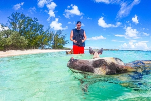 Nassau: Pigs Beach Trip by Boat with Swimming and Feeding