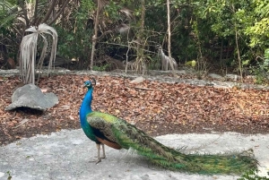 Nassau: Private Boat Charter Snorkel Tour