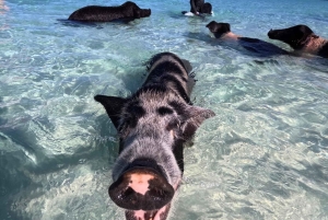 Nassau: Private Boat Charter Snorkel Tour