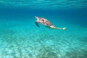 Nassau: prywatna kąpiel z świnkami i przygoda z nurkowaniem z rurką