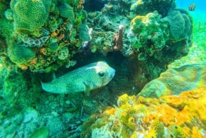 Nassau: Reef Glass Bottom & Snorkel Tour