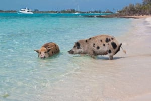 Nassau: Tur till 3 öar, snorkling, Pig Beach, sköldpaddor och lunch