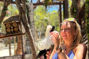 Nassau: Reef Snorkeling, Turtles, Lunch & Private Beach Club