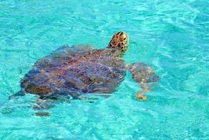 Nassau: Rose Island and Green Cay Private Snorkeling Tour